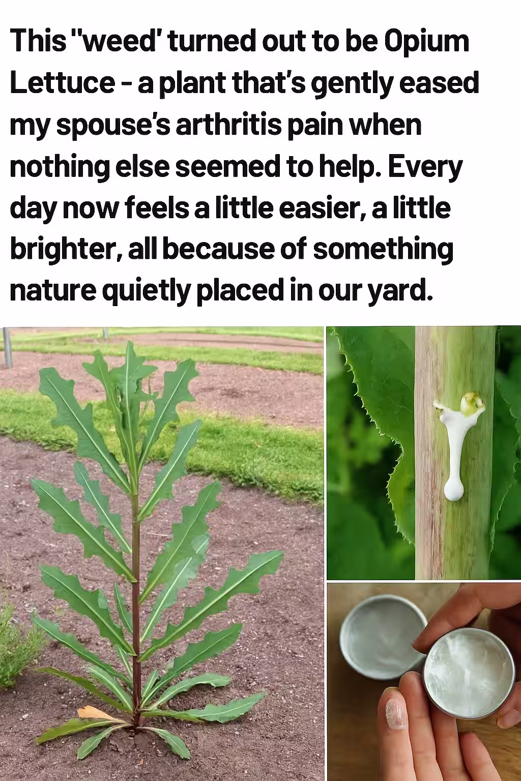 The Hidden Treasure in Your Backyard Wild Lettuce and Nature's Pain Relief Garden
